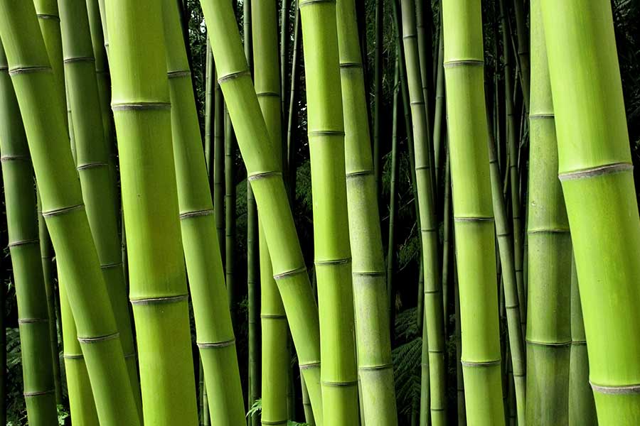 Close up of exotic lush green bamboo