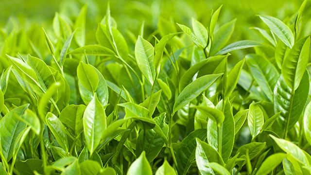 Green tea plants