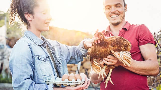 A couple holding eggs and life chicken on a farm