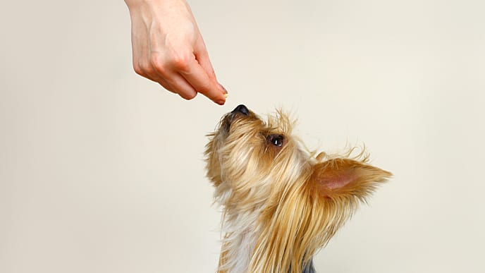 A dog waiting for its food from its owner