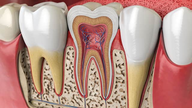 Cross section of human tooth.