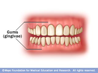 Teeth From crown to root