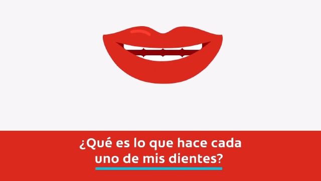 ¿Cuáles Son Las Diferentes Partes Del Diente?