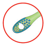 Oral Health Brush 2