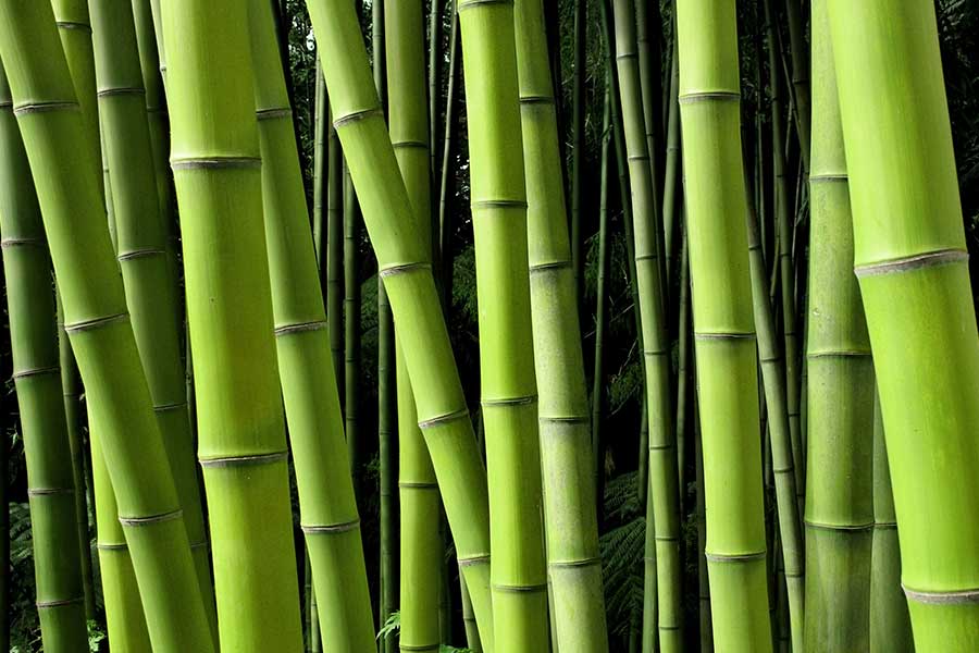 Close up of exotic lush green bamboo Close up of exotic lush green bamboo