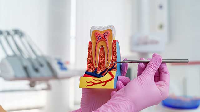 the parts of your teeth - colgate ph