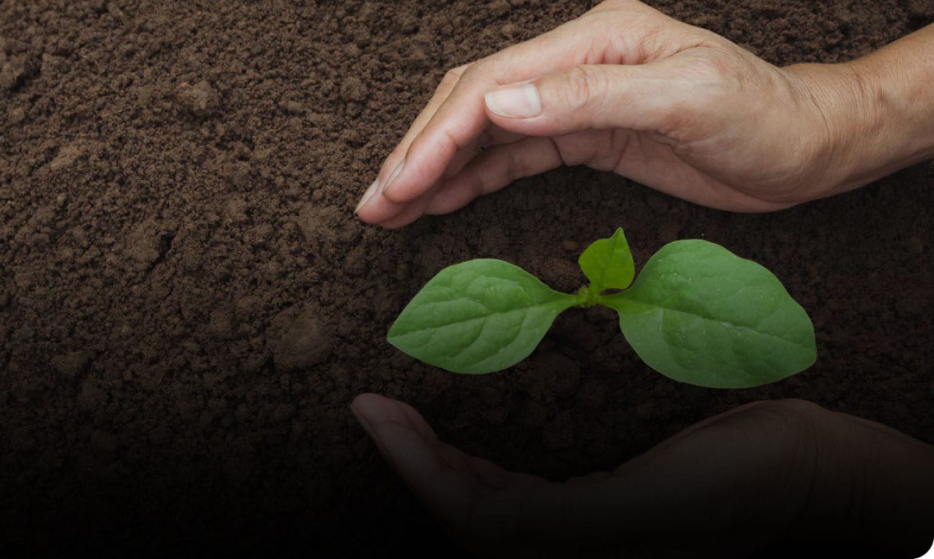 Use both hands protecting a plant in the soil