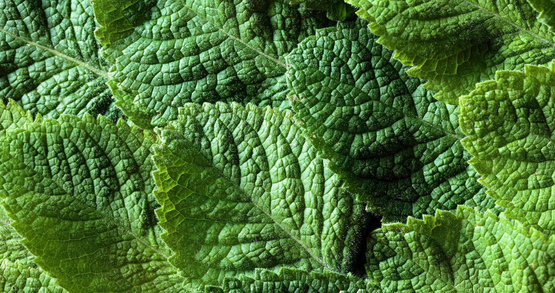 close up of mint leaves