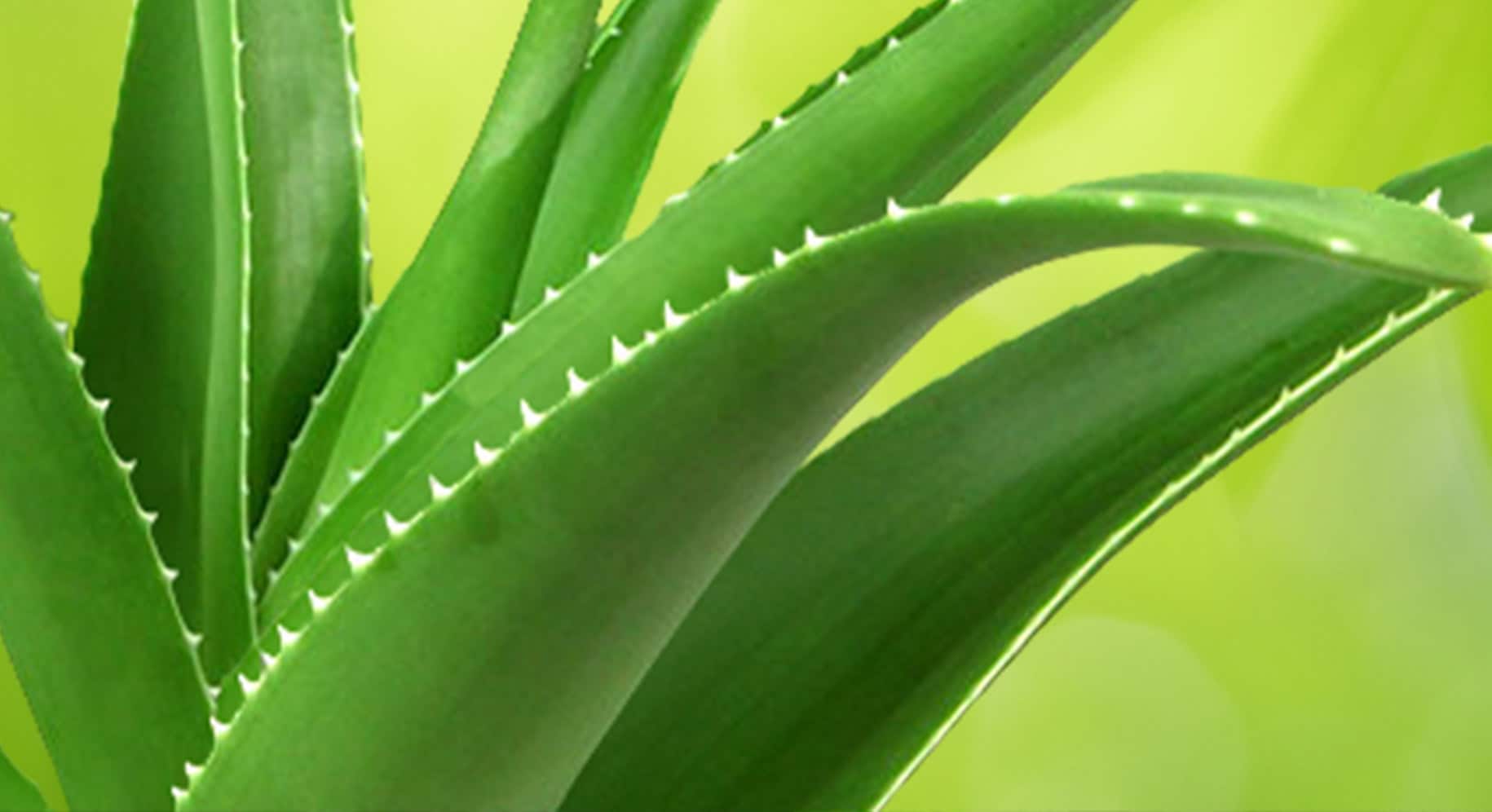 Grass