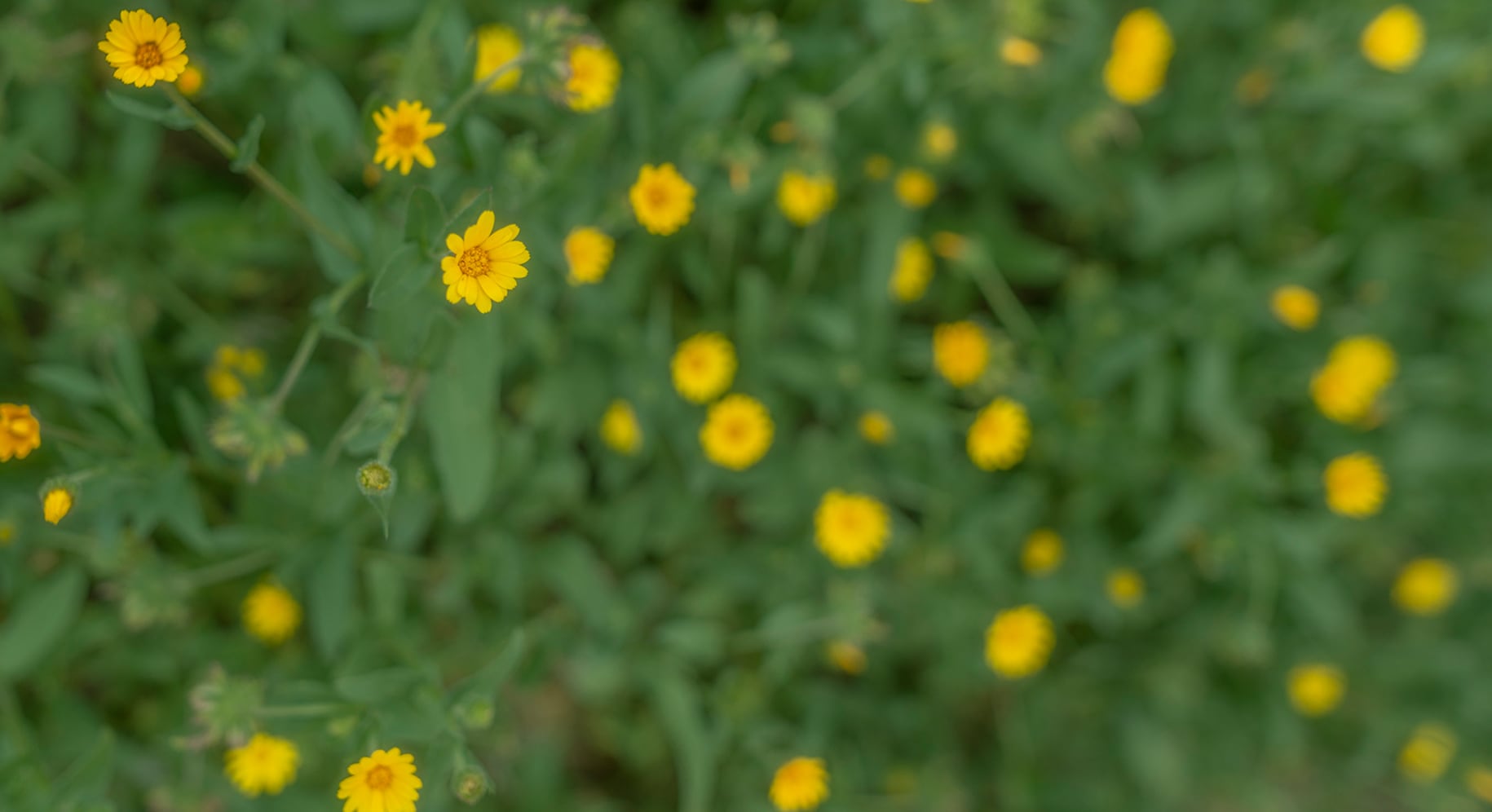 collection of yellow flowers growing