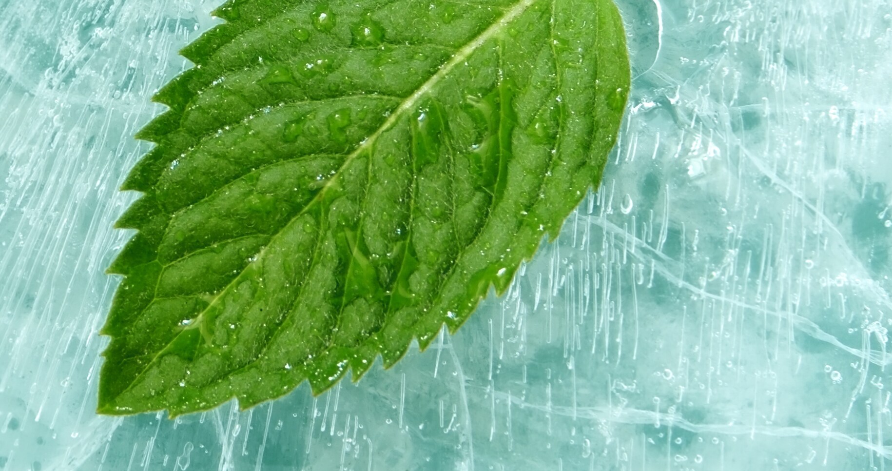 mint leaf on an icy backdrop