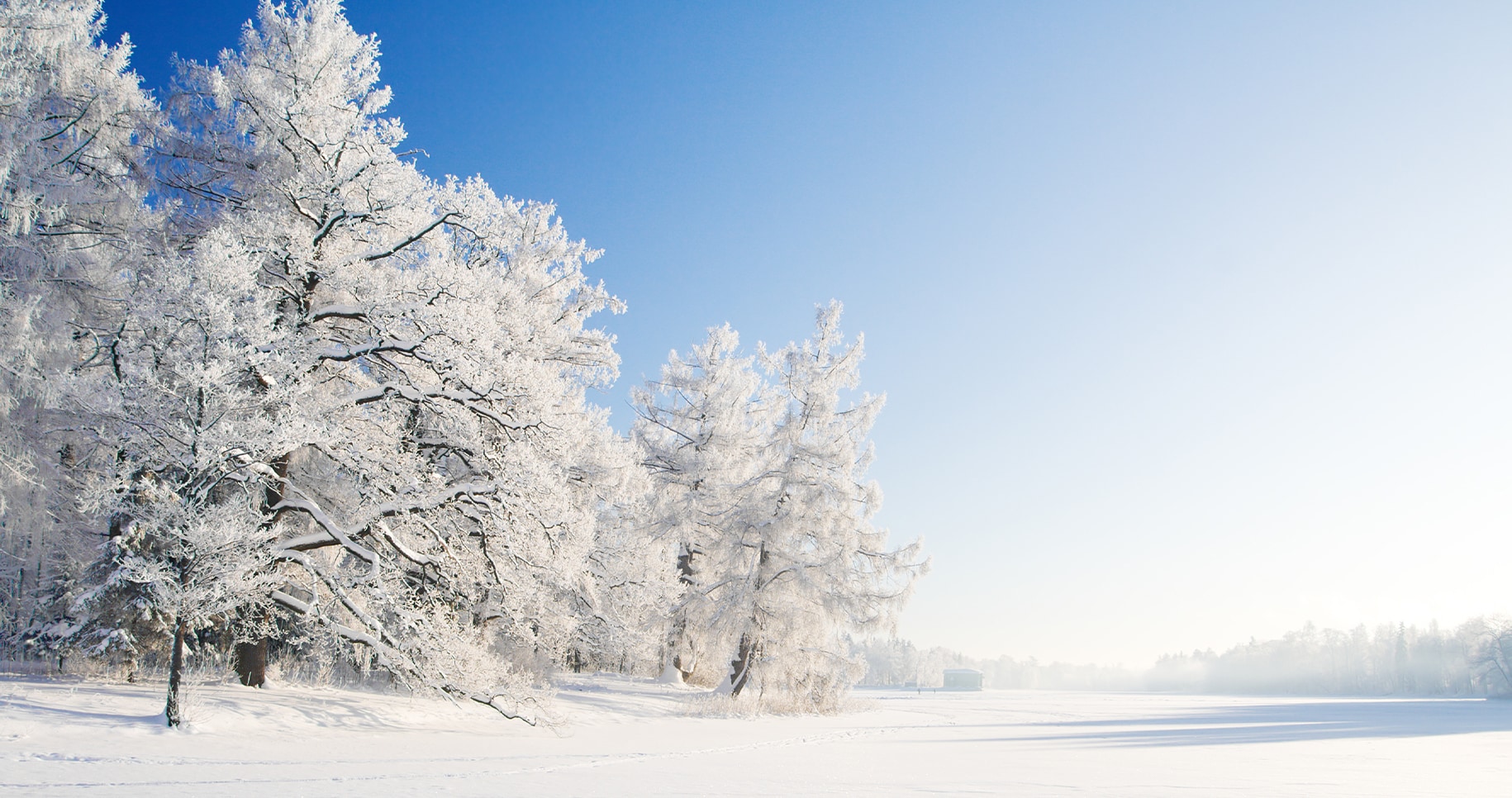 snow covered trees and lake