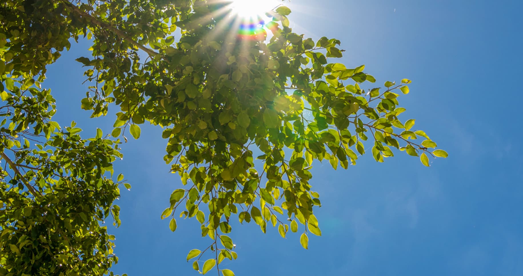 sun shining through tree leaves