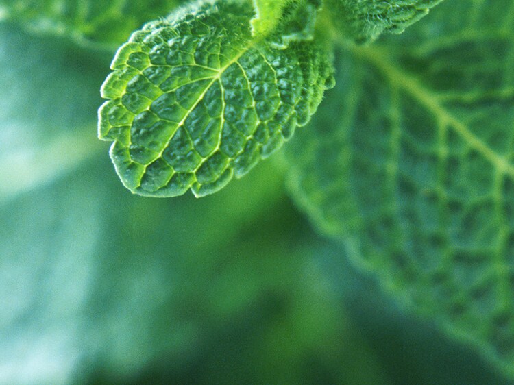 closeup of mint leaf