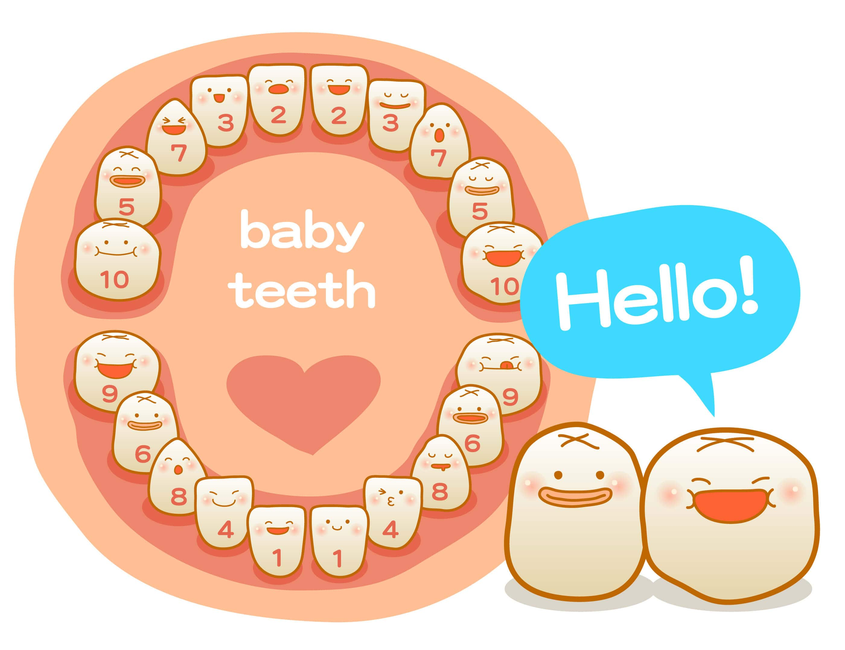 Baby teething chart eruption order