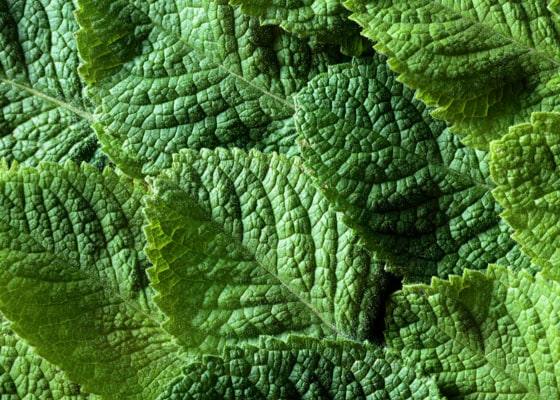 benefit mint ingredient
