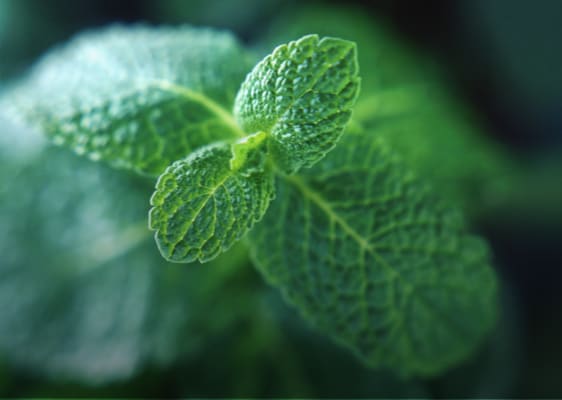 benefit mint plant