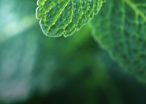 Exotic wintergreen mint for tingling freshness