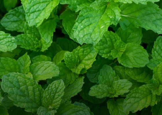 Exotic wintergreen mint