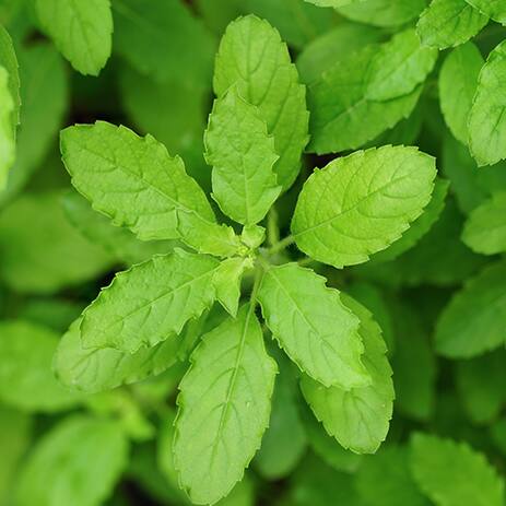 freah-holy-basil-plant