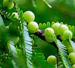amla amla