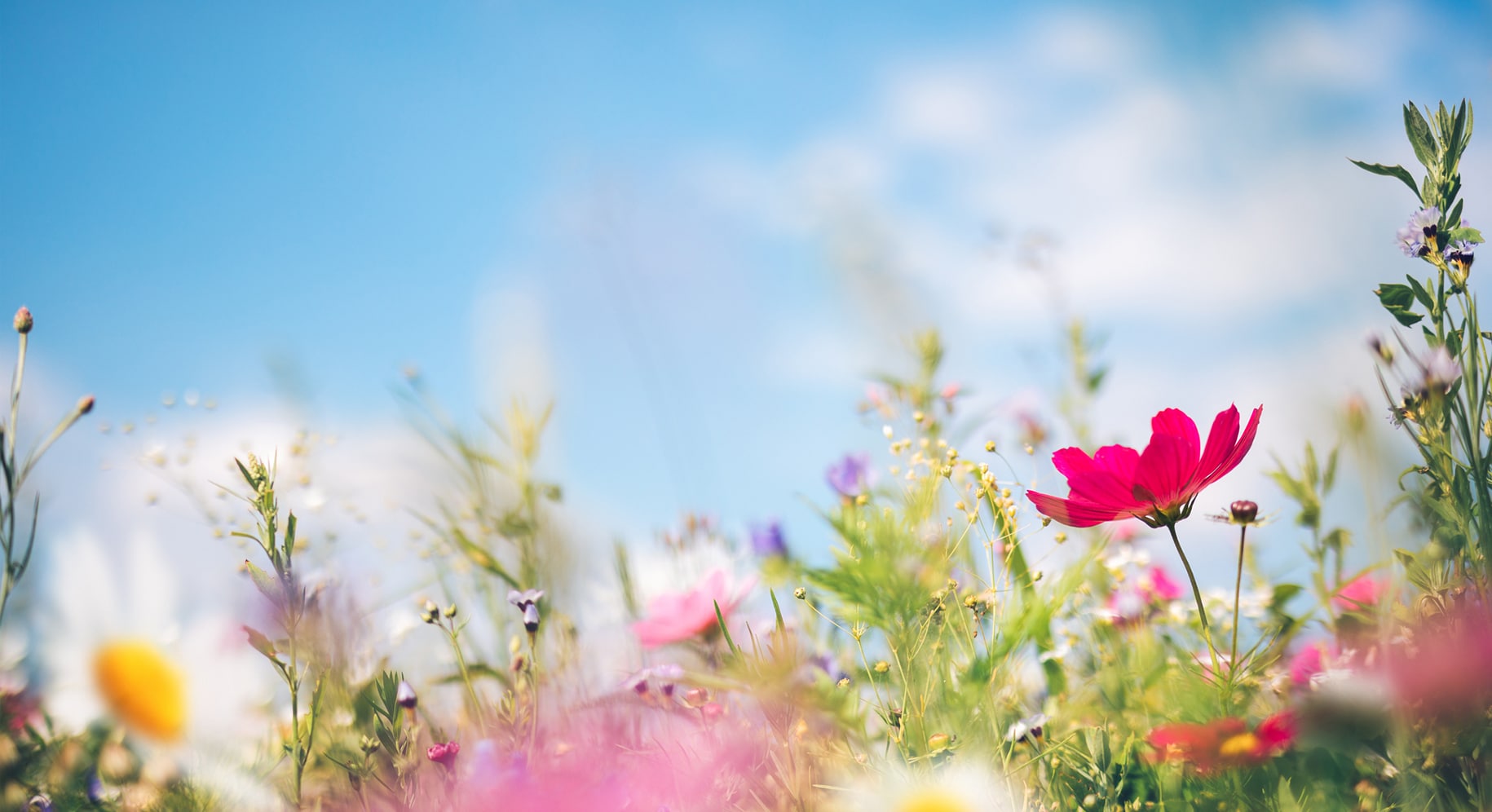 view of wild flowers