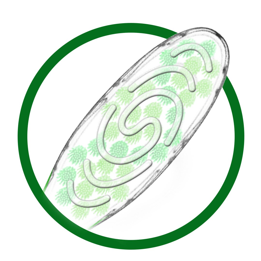 Colgate Twister tongue cleaner
