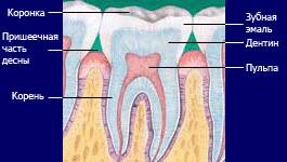 teeth