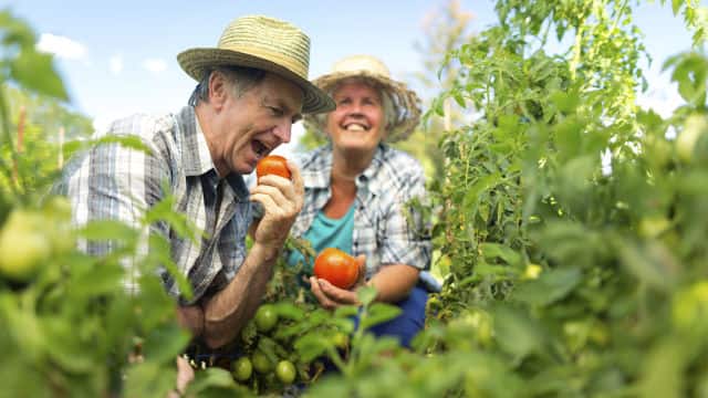 Elderly couple smiling while picking tomato