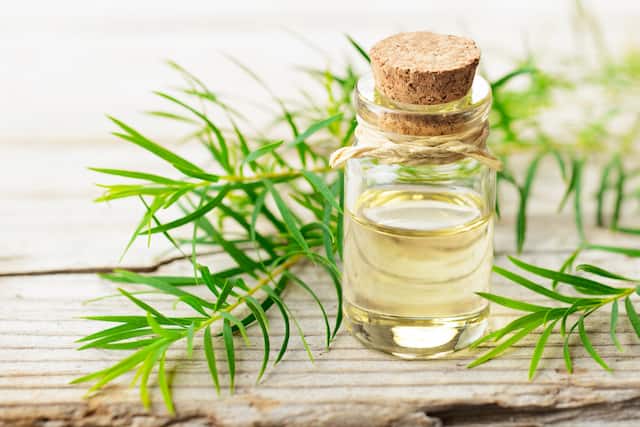 Tea tree shop oil for toothache