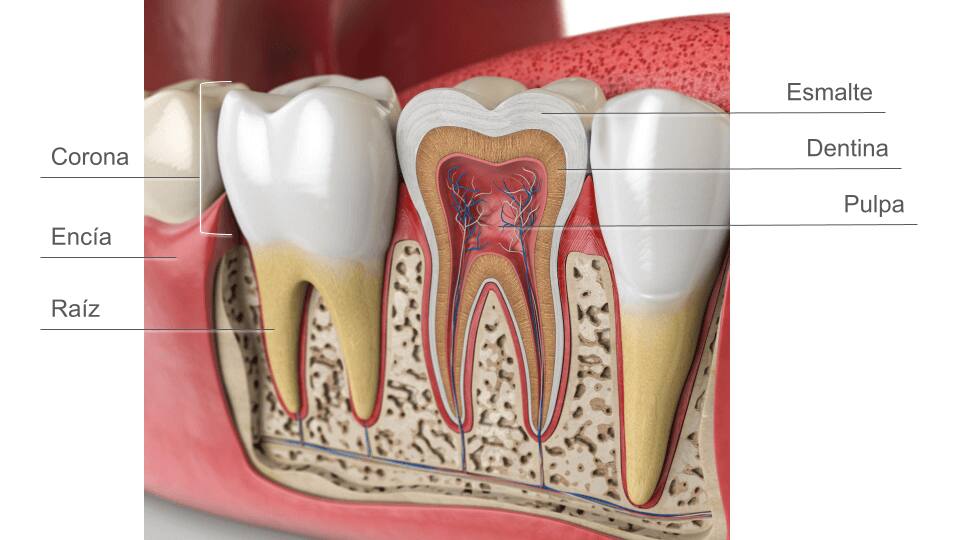 partes de los dientes