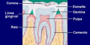 Anatomía Dental