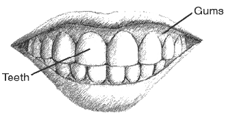 Dientes grandes