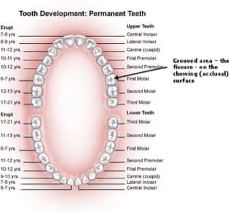 Selladores dentales
