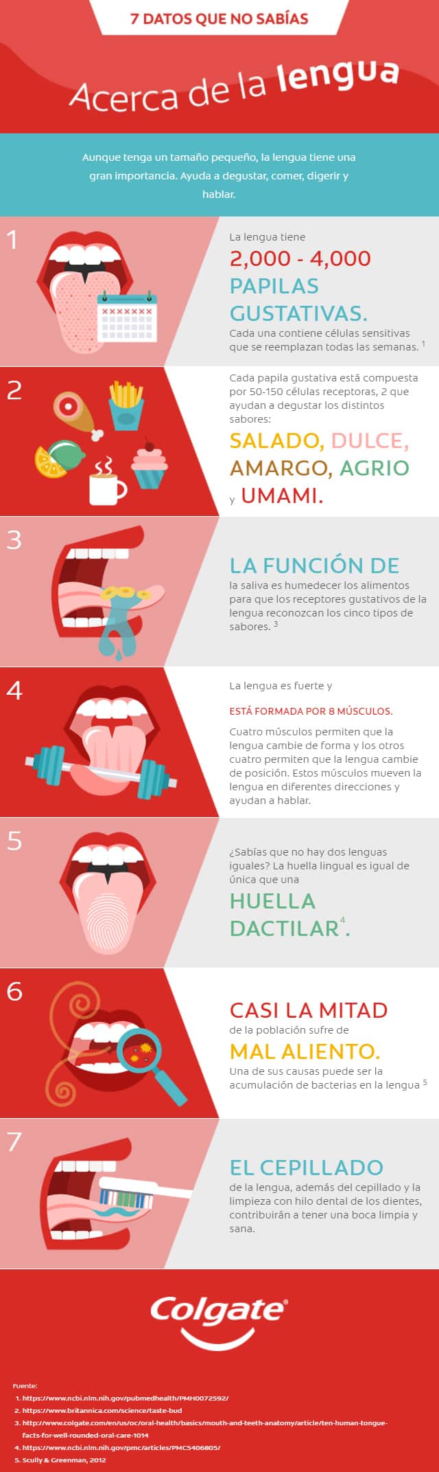 Aunque tenga un tamaño pequeño, la lengua tiene una gran importancia. Ayuda a degustar, comer, digerir y hablar.  La lengua tiene 2,000 - 4,000 PAPILAS GUSTATIVAS. Cada una contiene células sensitivas que se reemplazan todas las semanas. 1 Cada papila gustativa está compuesta por 50-150 células receptoras, 2 que ayudan a degustar los distintos sabores: SALADO, DULCE, AMARGO, AGRIO y UMAMI. LA FUNCIÓN DE la saliva es humedecer los alimentos para que los receptores gustativos de la lengua reconozcan los cinco tipos de sabores. 3 La lengua es fuerte y ESTÁ FORMADA POR 8 MÚSCULOS. Cuatro músculos permiten que la lengua cambie de forma y los otros cuatro permiten que la lengua cambie de posición. Estos músculos mueven la lengua en diferentes direcciones y ayudan a hablar. ¿Sabías que no hay dos lenguas iguales? La huella lingual es igual de única que una HUELLA DACTILAR4. CASI LA MITAD de la población sufre de MAL ALIENTO. Una de sus causas puede ser la acumulación de bacterias en la lengua 5 EL CEPILLADO de la lengua, además del cepillado y la limpieza con hilo dental de los dientes, contribuirán a tener una boca limpia y sana. Fuente: https://www.ncbi.nlm.nih.gov/pubmedhealth/PMH0072592/ https://www.britannica.com/science/taste-bud http://www.colgate.com/en/us/oc/oral-health/basics/mouth-and-teeth-anatomy/article/ten-human-tongue-facts-for-well-rounded-oral-care-1014 https://www.ncbi.nlm.nih.gov/pmc/articles/PMC5406805/ Scully & Greenman, 2012