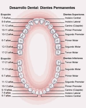 Anatomía Dental