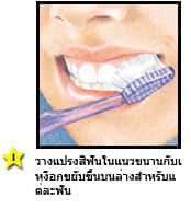 การแปรงฟันที่ถูกวิธี - วางแปรงสีฟันในแนวขนานกับเหงือก
