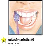 การแปรงฟันที่ถูกวิธี - แปรงบริเวณฟันที่บดเคี้ยวอาหาร